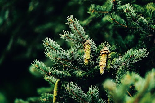 Pine Cones on Green Tree