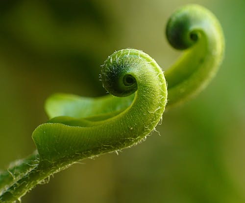 Bliska Fotografia Zielonego Liścia Sprout