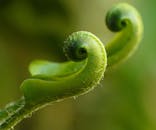 充满活力的绿色哈特舌蕨在宏观镜头下呈现出自然卷曲