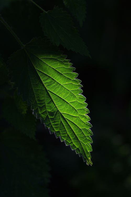 Free A vibrant green leaf beautifully illuminated, showcasing its intricate veins and texture. Stock Photo