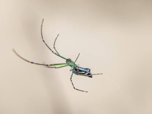 Macro Photography of a Spider