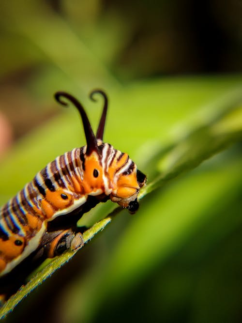 Free Yellow and Black Caterpillar on Green Leaf Stock Photo