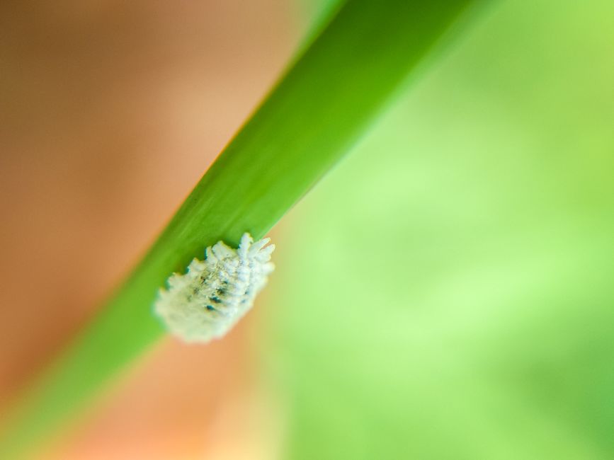Mealybugs appearing as white cottony fluff on a green succulent leaf - indoor plant insects identification Mealybugs appearing as white cottony fluff on a green succulent leaf - indoor plant insects identification