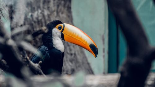 Free Vibrant close-up of a Toco Toucan (Ramphastos toco) in a natural setting. Stock Photo