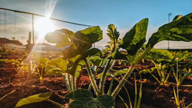 A sunlit young plant growing in organic soil on a farm with a warm summer atmosphere.