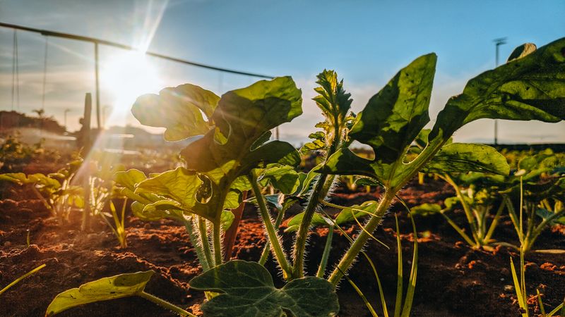 Organic plant growing in soil representing organic traffic growth versus paid traffic in 2026