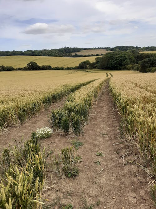 Free Unpaved Pathway in the Middle of the Farm Field Stock Photo
