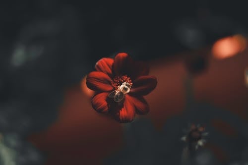 Darmowe zdjęcie z galerii z czerwony kwiat, kwitnięcie, owad