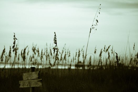 High grass growing on shore with sign board near calm lake against gray sky in countryside in nature with blurred background