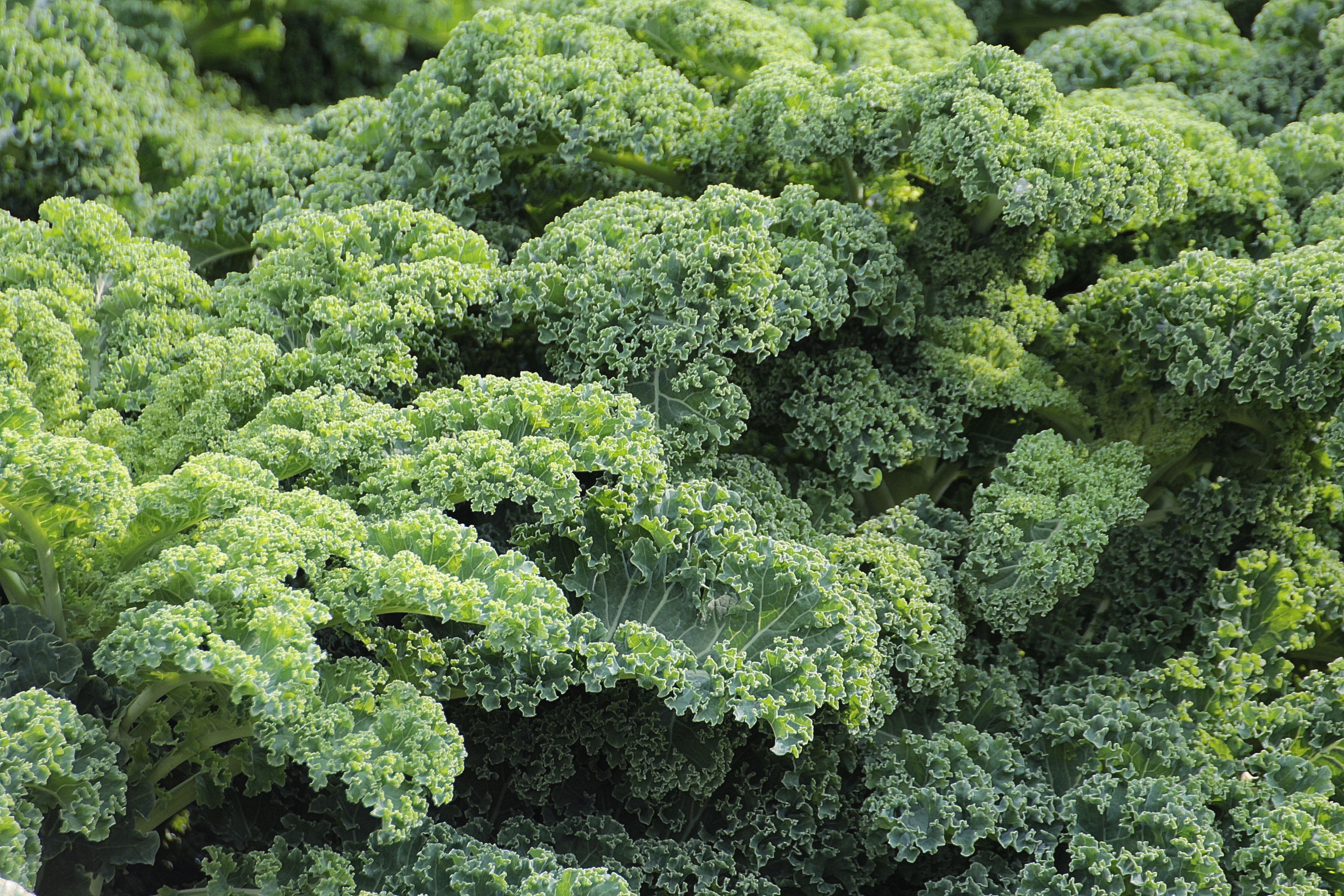What is Fibremaxxing? Benefits for Gut Health