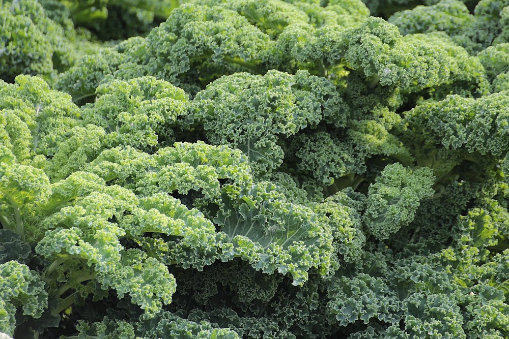 Planting Winterbor Kale | Grow A Vegetable Garden With In Season Vegetables