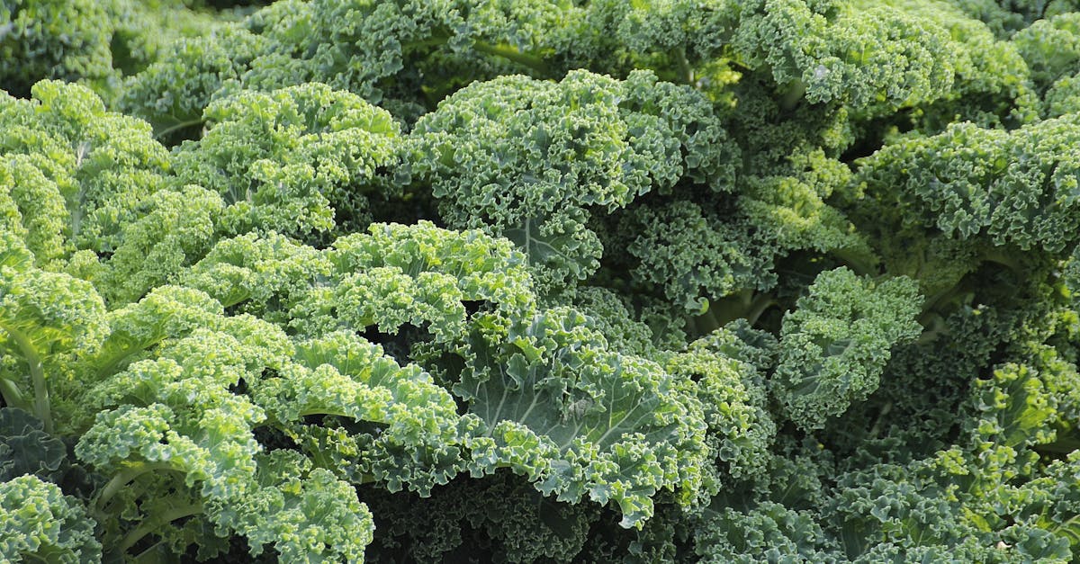 Kale