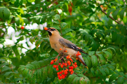 Brown Bird Perched on a Stem