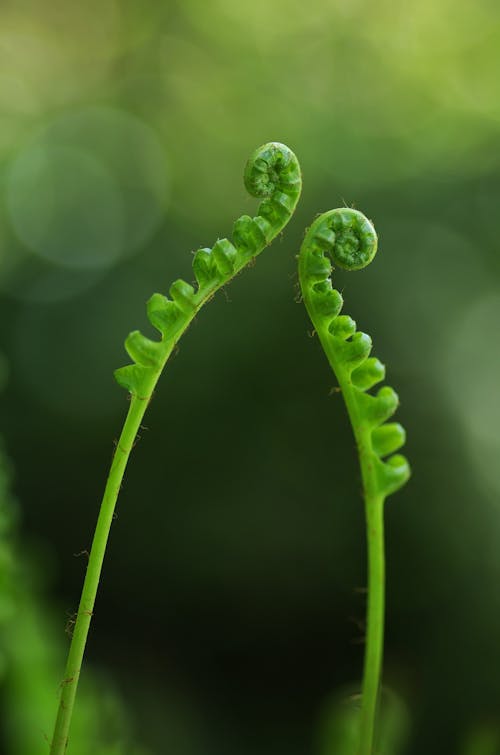綠色蕨類植物特寫攝影