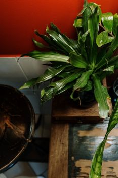 Lush green potted plant contrasts beautifully with a vibrant red wall, creating a warm indoor ambiance.