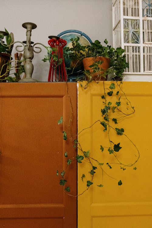 Potted Plants on Wooden Cabinet