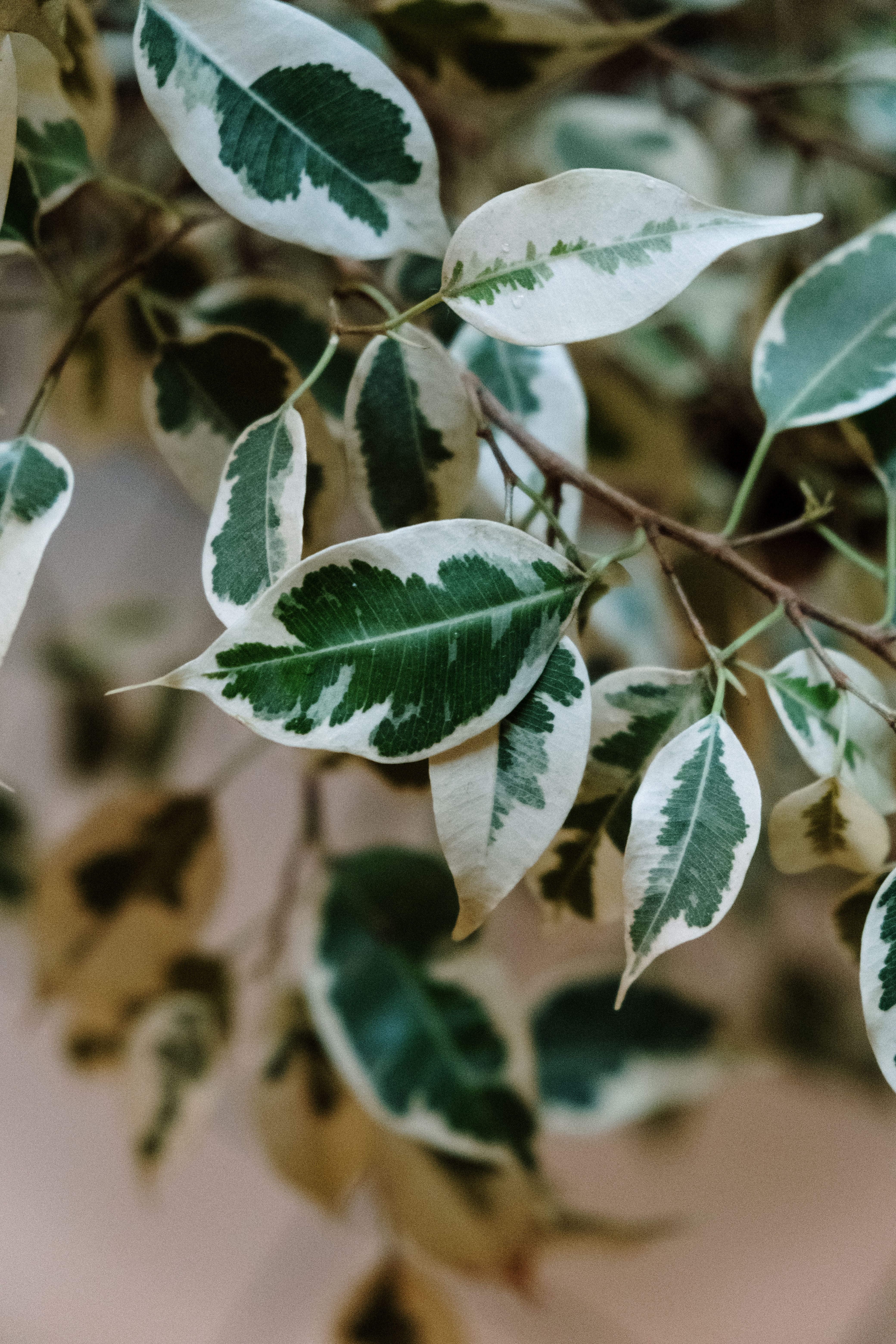 Preventing Variegated Plants from Reverting: Strategic Pruning, Light Management, and Propagation Techniques for Maintaining Pattern and Color