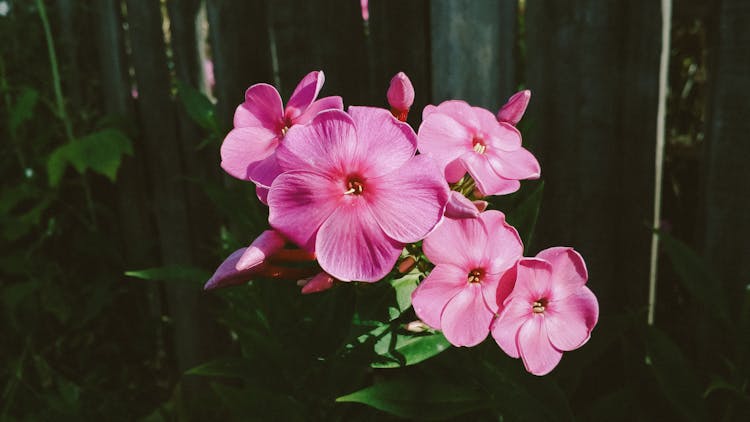 Close Up Photo Of Garden Phlox