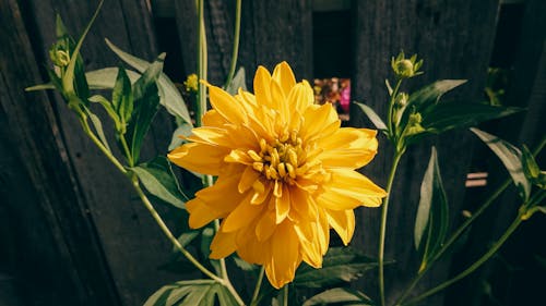 A Beautiful Yellow Flower