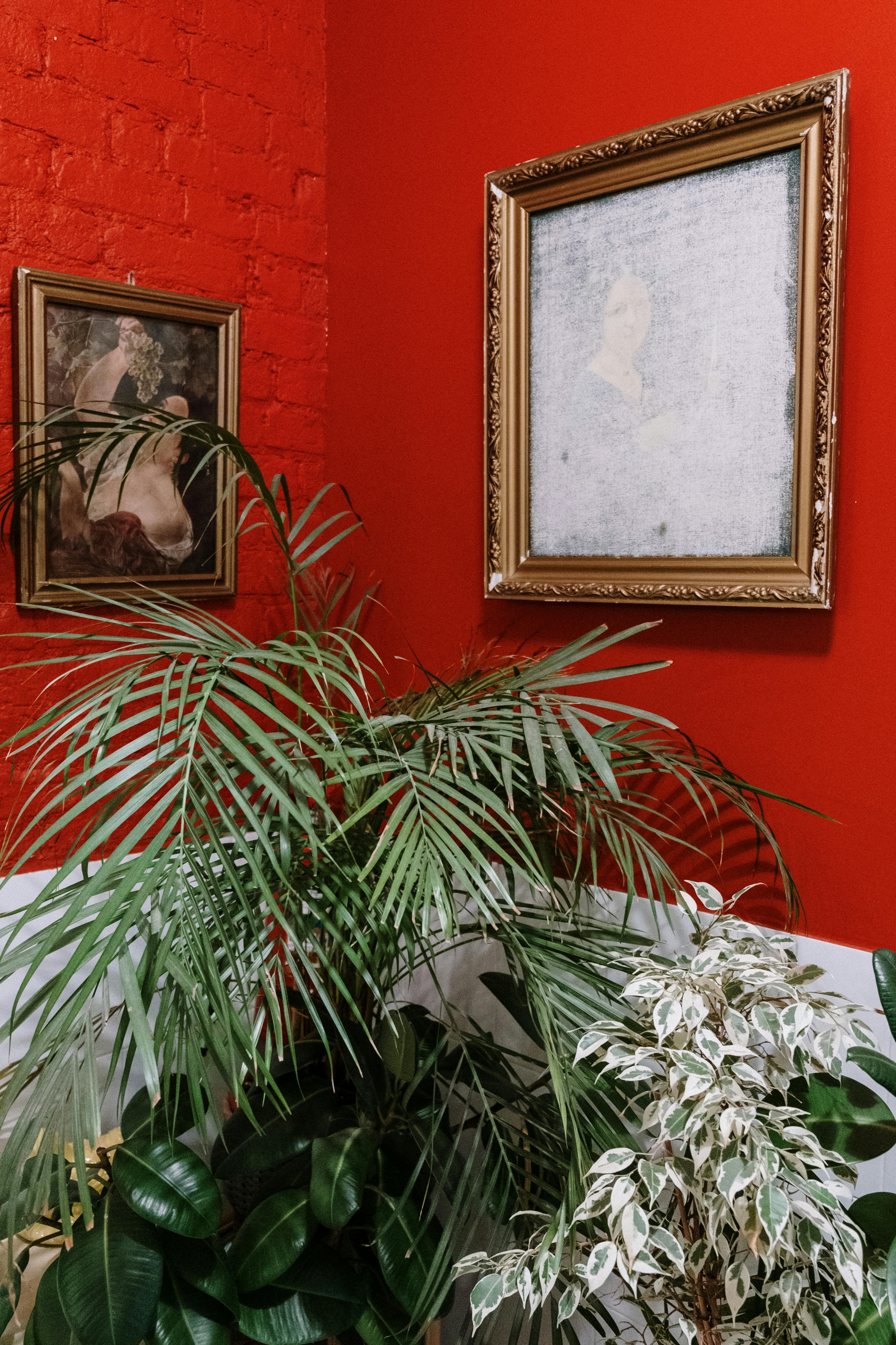 Free A vibrant indoor scene featuring lush indoor plants against a striking red wall adorned with classic paintings. Stock Photo