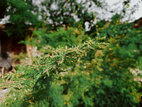 Free Vibrant close-up of lush green foliage with a blurred natural background, showcasing garden beauty. Stock Photo