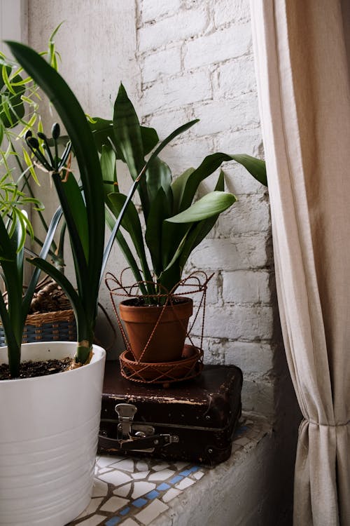 Plants in Flowerpots by Wall