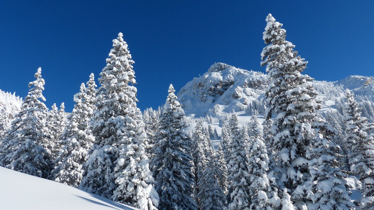 árboles Cubiertos De Nieve