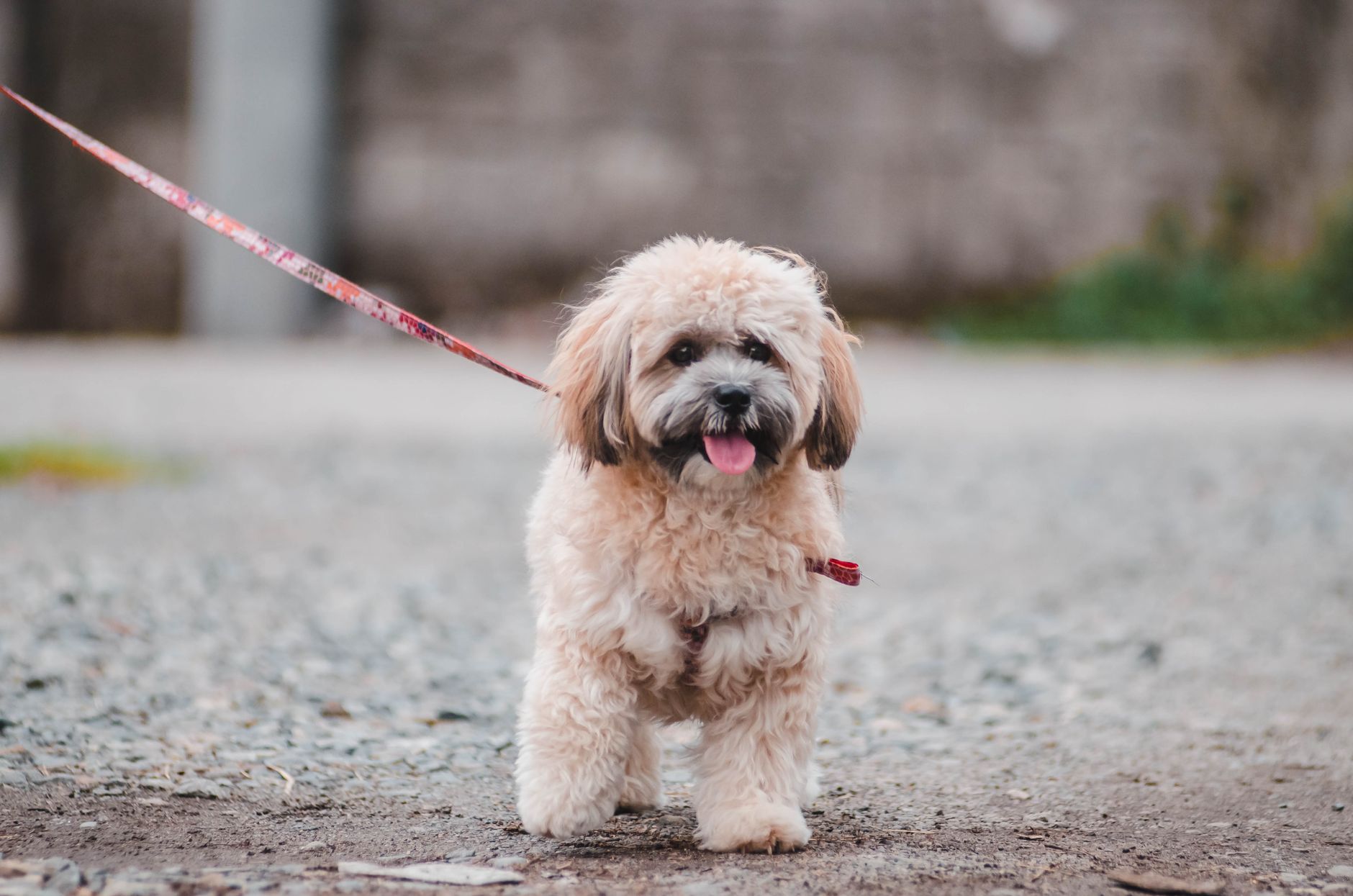 How To Teach A Dog To Walk On A Leash Without Pulling: The Complete Behavioral Reset