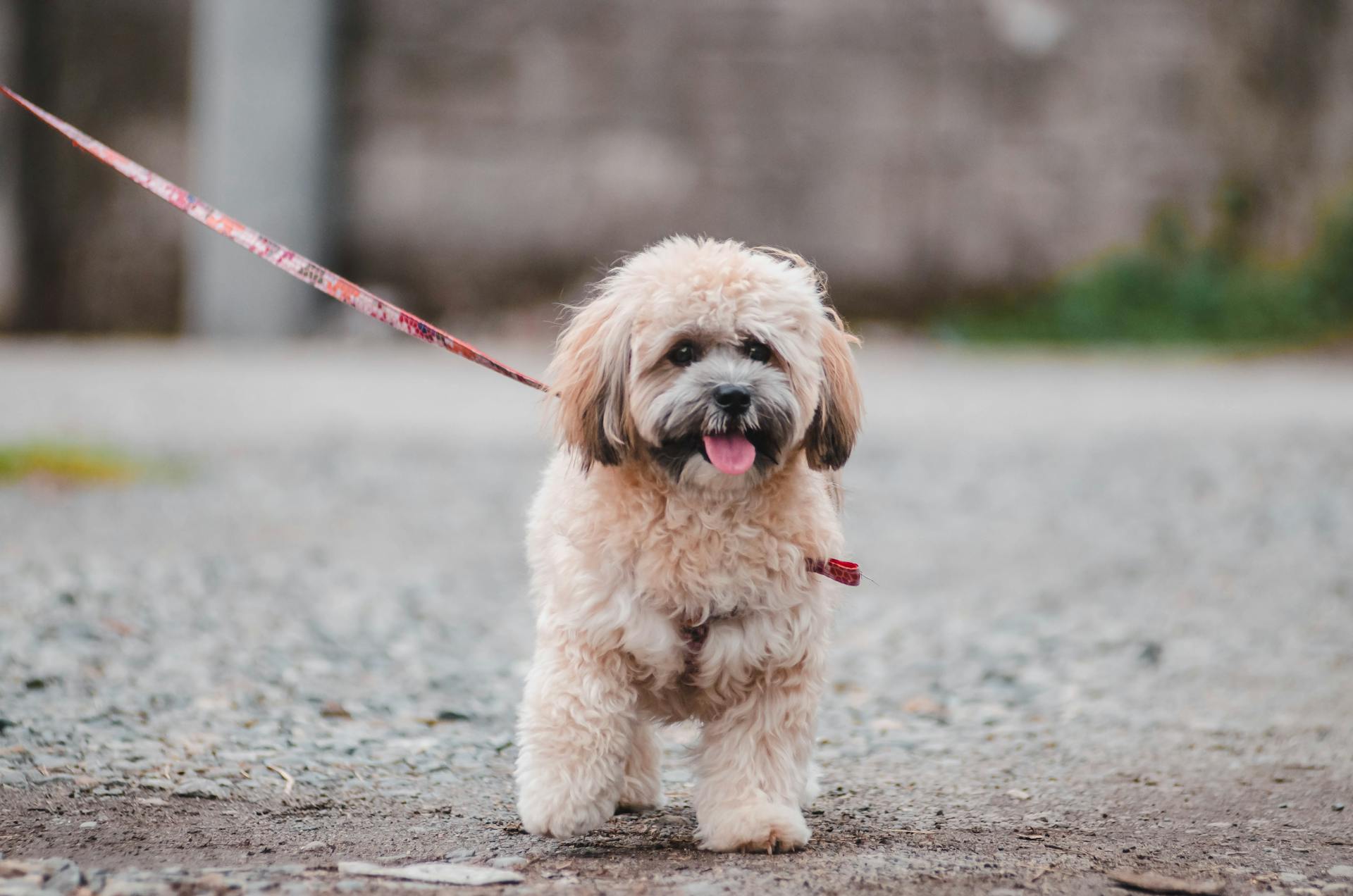 Portrait d'un chiot en laisse