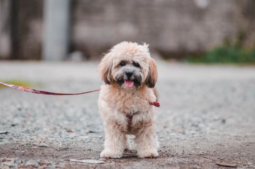 Free Cute Lhasa Apso puppy on a leash enjoying an outdoor walk. Stock Photo