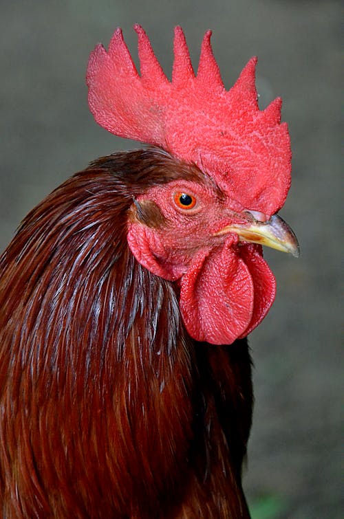 Free Red Rooster in Close Up Photography Stock Photo