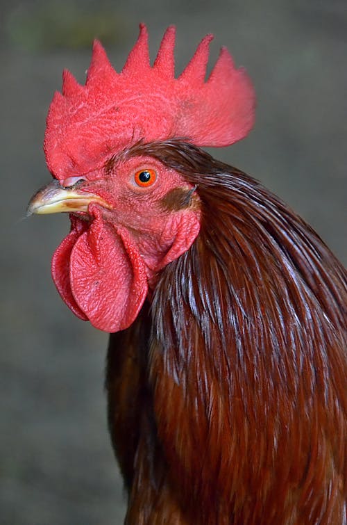 A Rooster in Close Up Photography