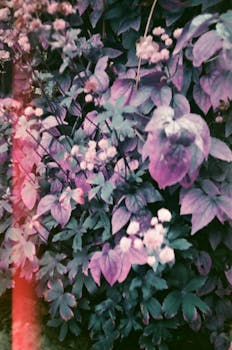 Lush purple leaves and flowers captured with a vintage lomography effect, creating a dreamy and nostalgic atmosphere.