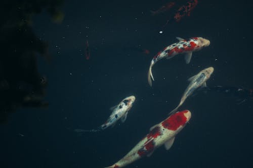 Koi Fishes Underwater