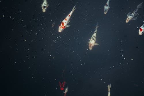 Koi Fishes Underwater