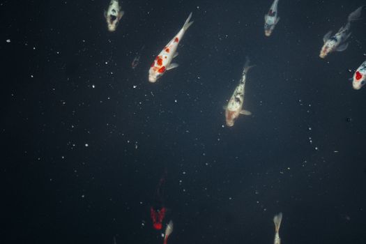 fish photo