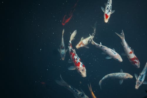 Photo of Koi Fishes Swim Underwater