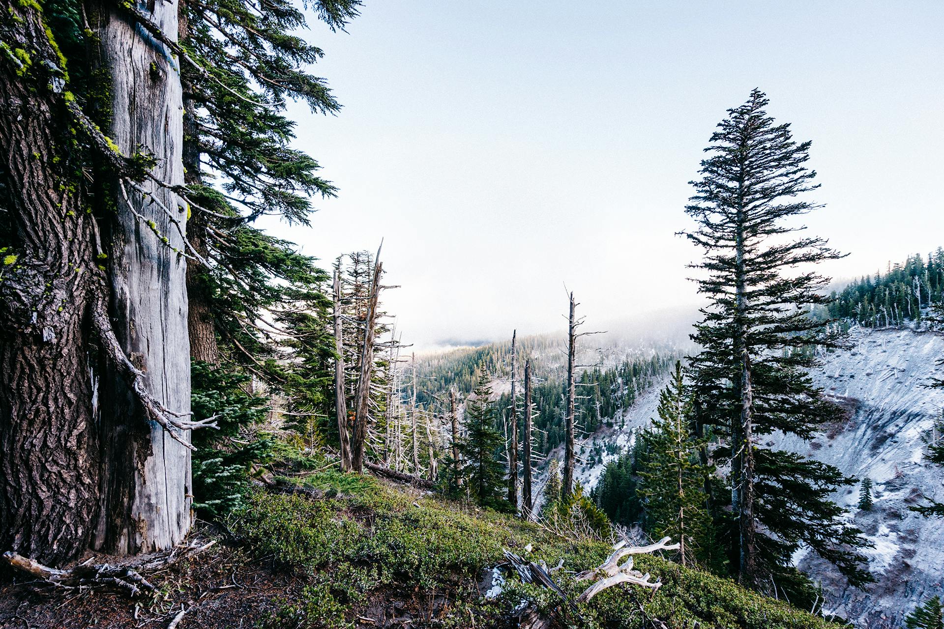 Scenic misty mountain forest with towering trees under a bright sky.