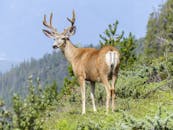 Buck Images