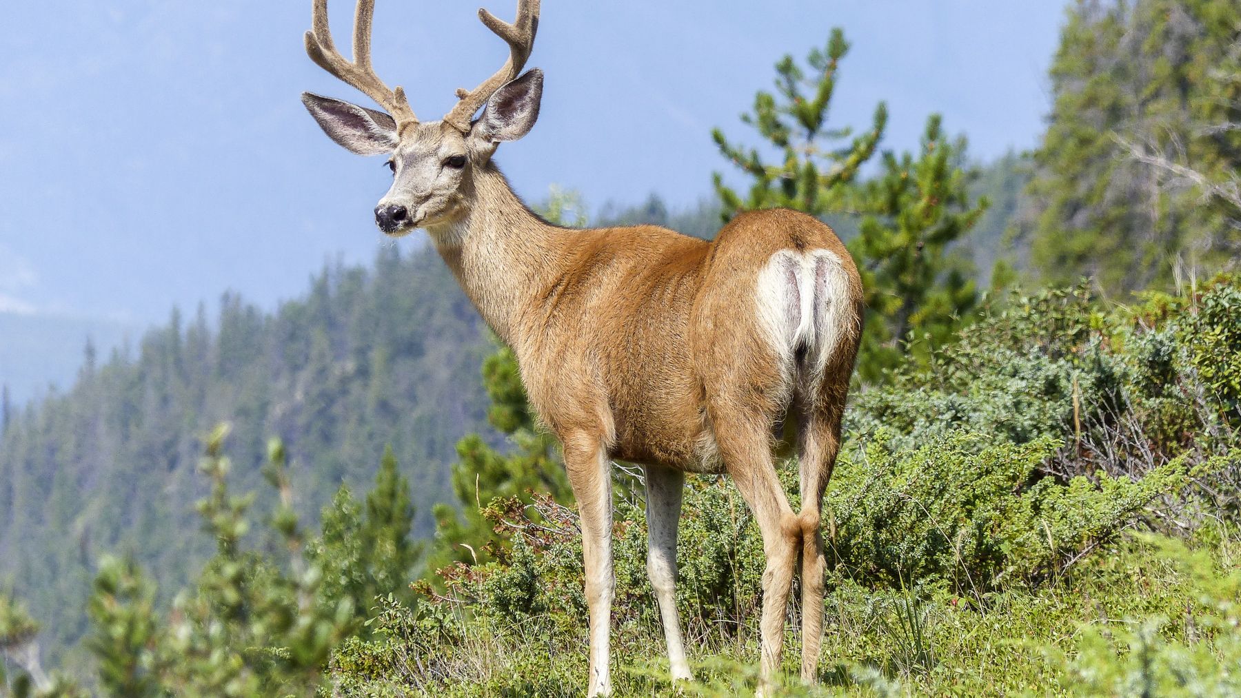 Mule deer buck standing on a green mountain slope with conifer forest behind it.