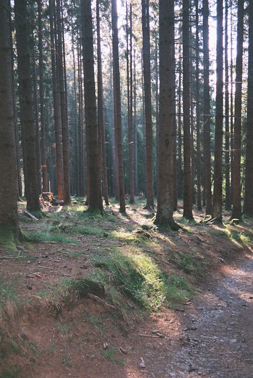 Free stock photo of forest, summer, sunlight Stock Photo