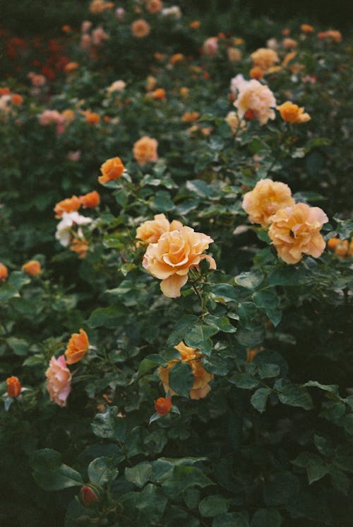 Free Orange Rose Flowers in the Garden Stock Photo