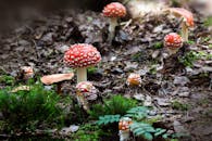 郁郁葱葱的森林中，一群鲜艳的红色鹅膏蘑菇在苔藓和树叶的环绕下生长