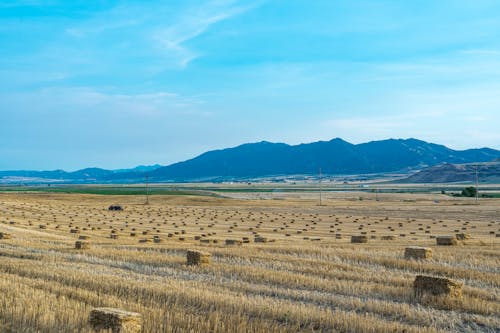 Hayfield Under Blue Sky