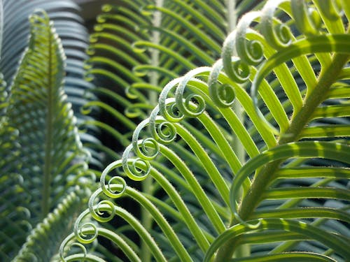 綠色捲曲植物
