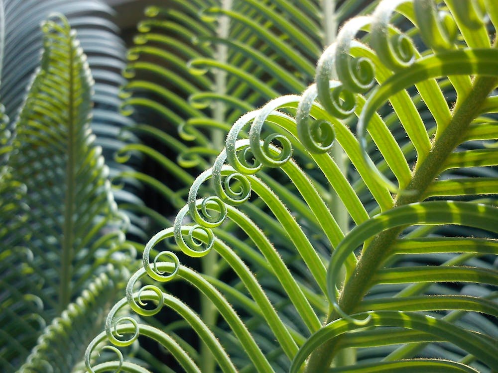 免費 綠色捲曲植物 圖庫相片