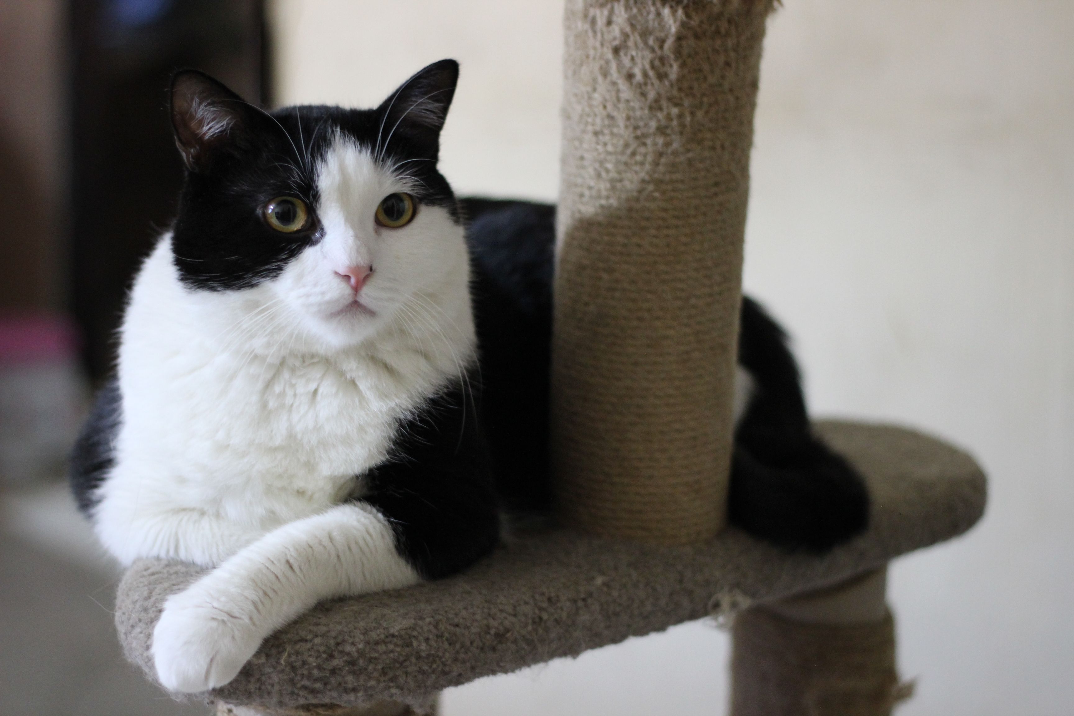 A charming tuxedo cat rests on a scratching post indoors, showing its adorable features.