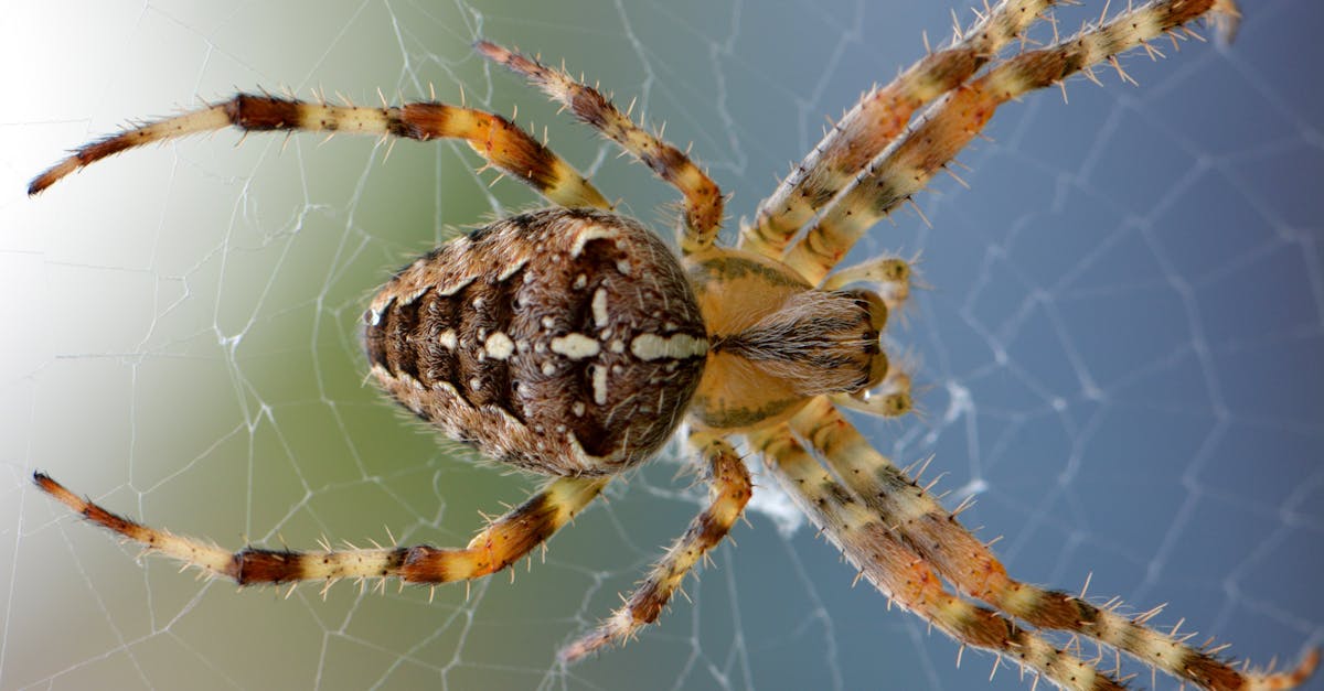 How to make a spider web shooter easy