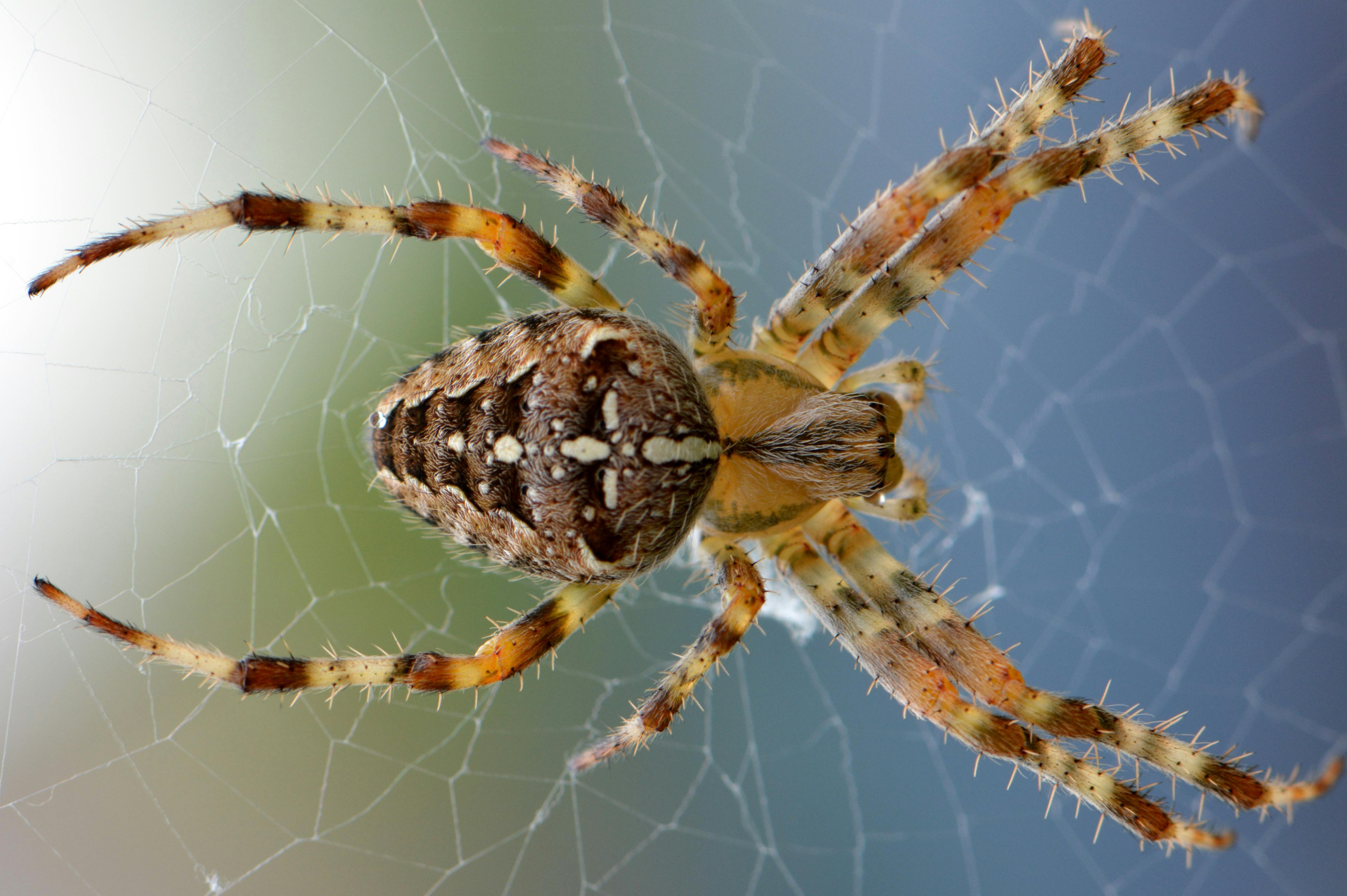 Brown Yellow Black Cross Orb Weaver Spider Free Stock Photo