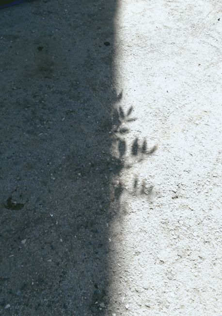 Artistic shadow of leaves cast on a concrete surface creating a natural contrast pattern.